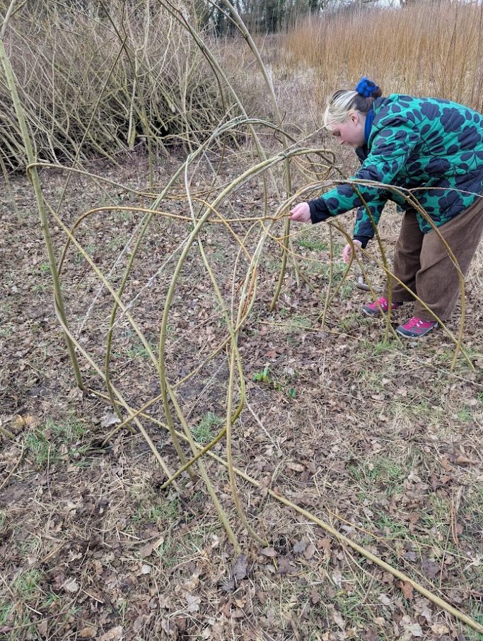 Making a living willow tunnel for a play den suitable for kids in playgrounds or parks or a garden
