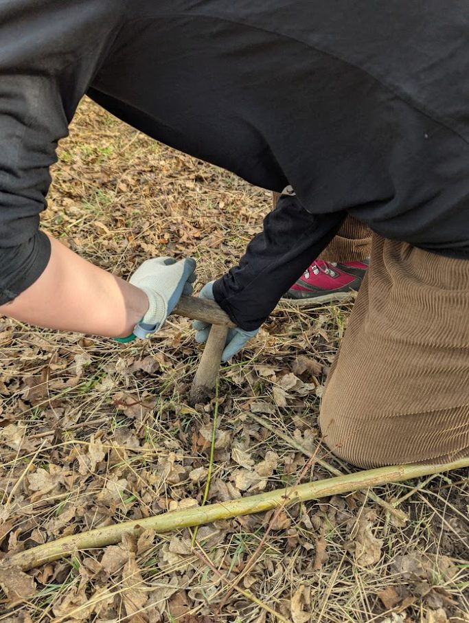 Willow weaver making holes to plant willow rods in to create living structure for outdoor space or garden