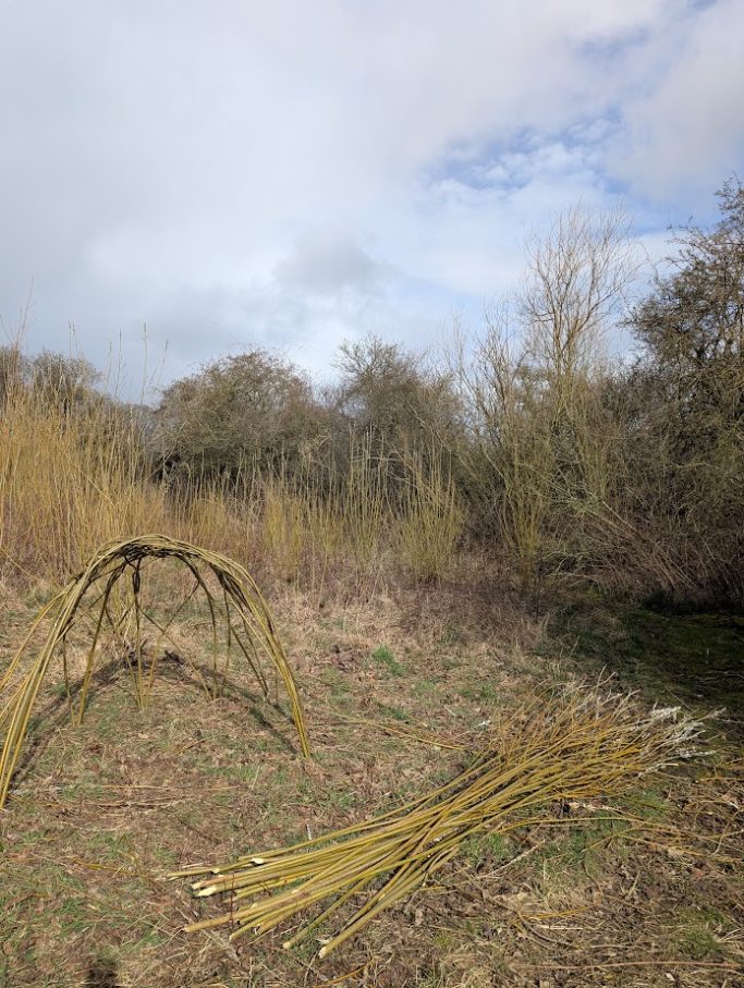 Living willow play den